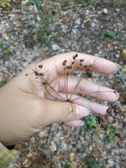 Physospermum cornubiense