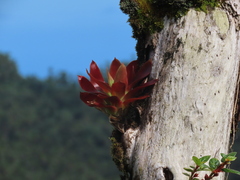 Bromeliaceae