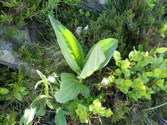 Gentiana lutea
