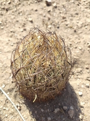 Echinomastus unguispinus