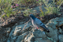 Columba rupestris