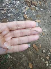 Brachypodium sylvaticum