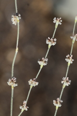 Eriogonum elongatum
