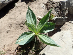 Gentiana lutea