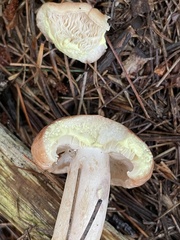 Lactarius vinaceorufescens