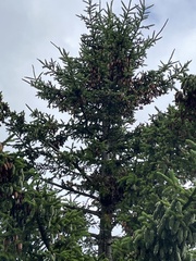 Picea rubens
