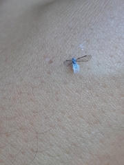 Prociphilus tessellatus