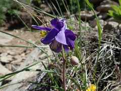 Aquilegia vulgaris