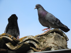 Columba livia domestica