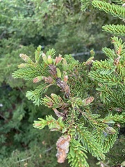 Picea rubens