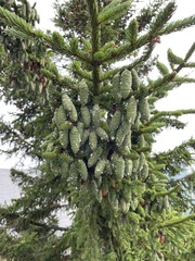 Picea rubens