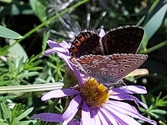Polyommatus