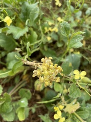 Raphanus raphanistrum