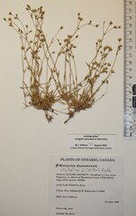 Sabulina dawsonensis