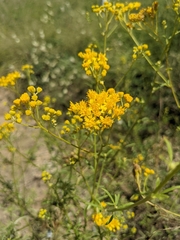 Hymenothrix wislizeni