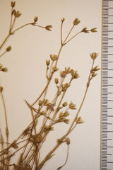 Sabulina dawsonensis