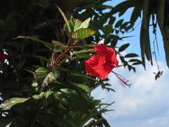 Hibiscus × archeri