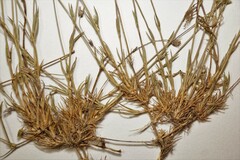 Sabulina dawsonensis