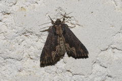 Dypterygia scabriuscula