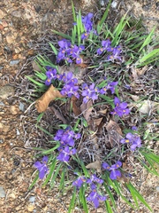 Iris verna