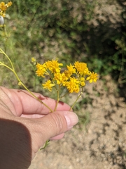 Hymenothrix wislizeni