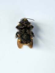Bombus terricola