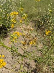 Hymenothrix wislizeni