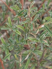 Anthyllis hermanniae