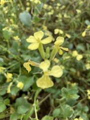 Raphanus raphanistrum