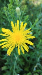 Cichorieae