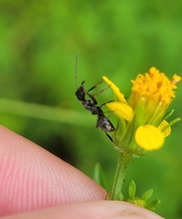Formicidae