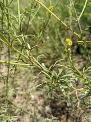 Hymenothrix wislizeni