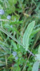 Cichorieae