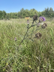 Cirsium decussatum