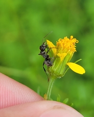 Formicidae