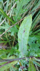 Cichorieae