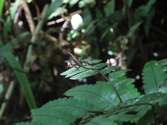 Anolis cristatellus