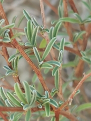 Anthyllis hermanniae