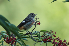 Phoenicurus auroreus