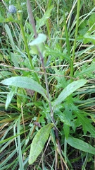 Cichorieae