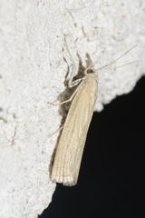 Pediasia luteella