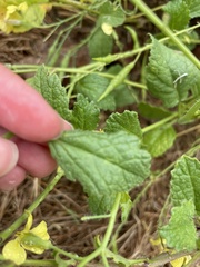 Raphanus raphanistrum