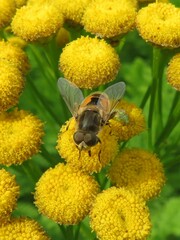 Eristalis arbustorum