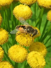 Eristalis arbustorum