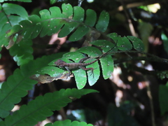 Anolis cristatellus