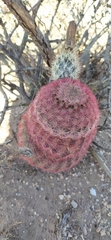 Echinocereus pectinatus pectinatus
