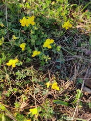 Lotus corniculatus
