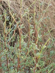 Anthyllis hermanniae