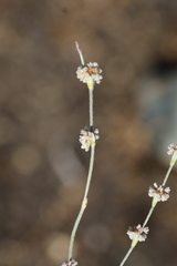 Eriogonum elongatum