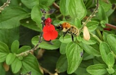 Bombus pascuorum